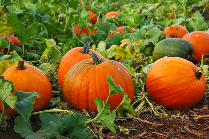 calabazas