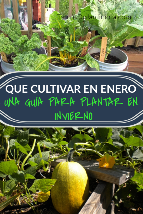 que cultivar en enero
