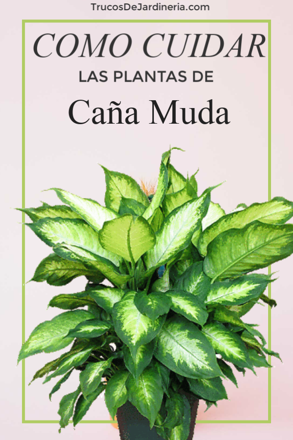 caña muda