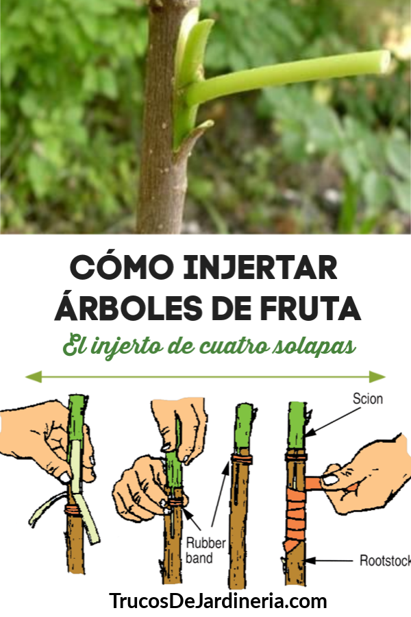 Injertar Árboles Frutales