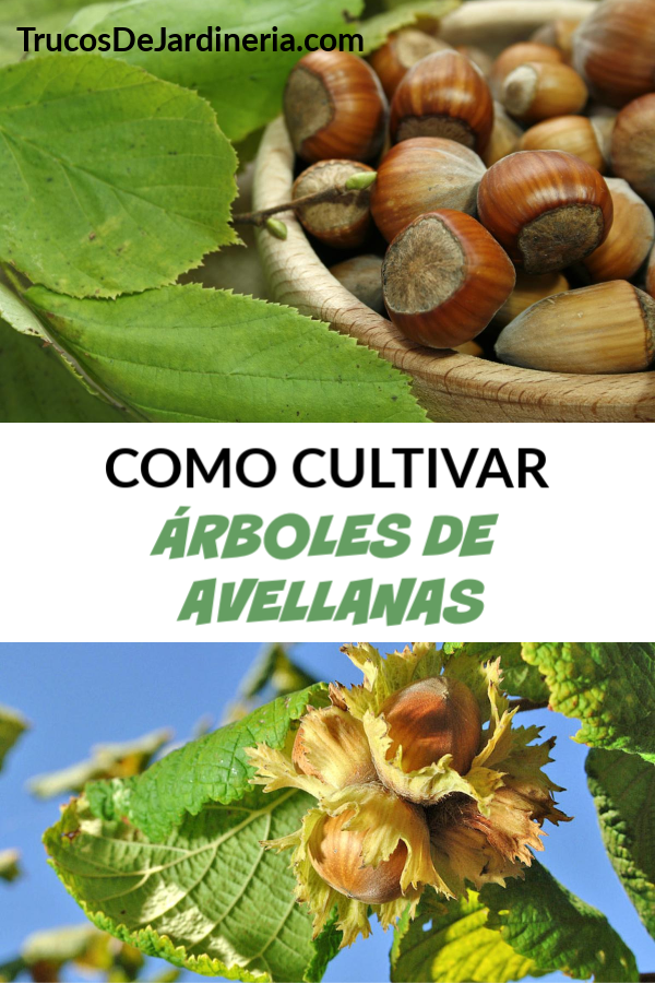 COMO CULTIVAR ÁRBOLES DE AVELLANAS