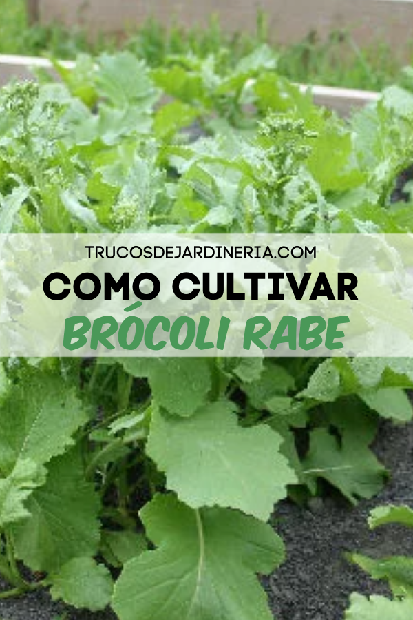 COMO CULTIVAR BRÓCOLI RABE
