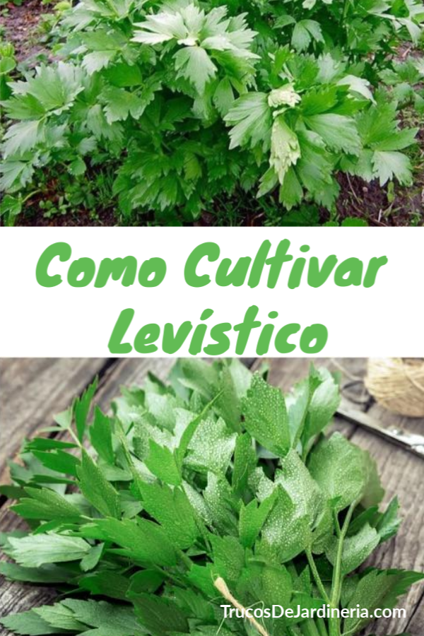 COMO CULTIVAR LEVÍSTICO
