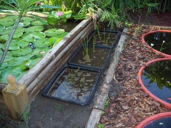 CULTIVAR CASTAÑA de agua