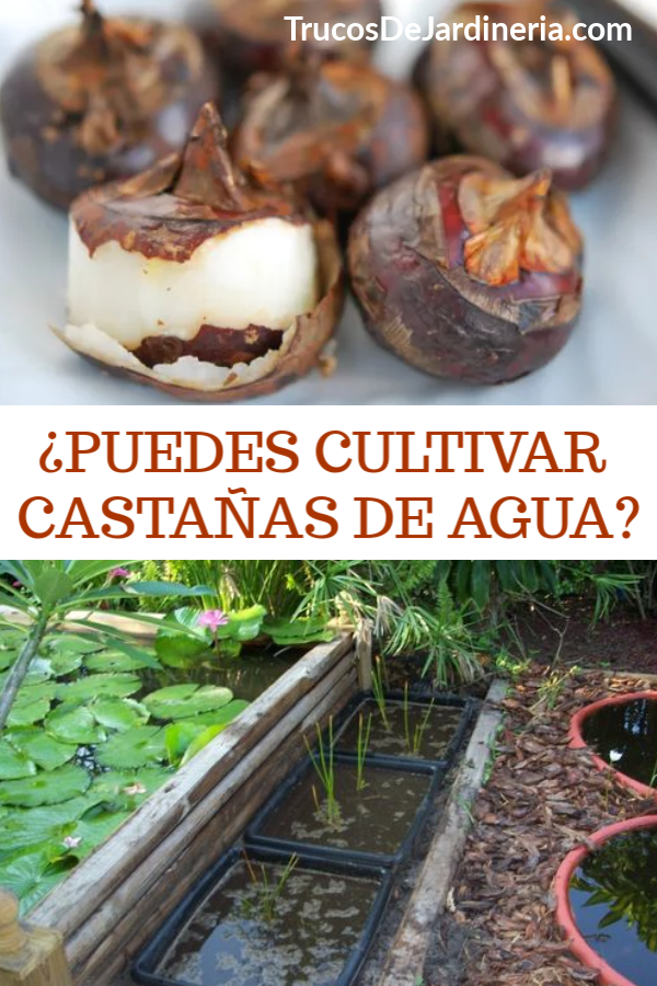 CULTIVAR CASTAÑAS DE AGUA