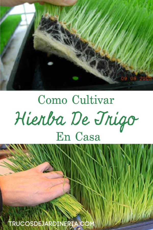 CULTIVAR HIERBA DE TRIGO EN CASA