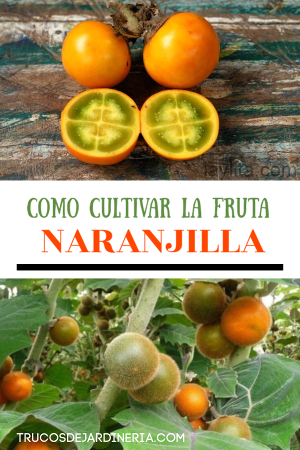 CULTIVAR LA FRUTA NARANJILLA