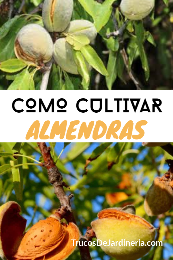 Como Cultivar Almendras