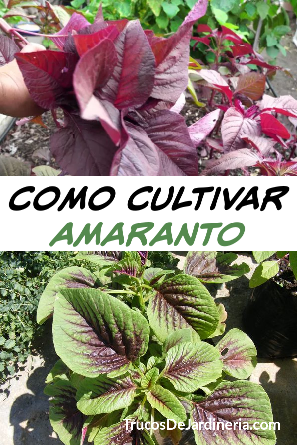 Como Cultivar Amaranto