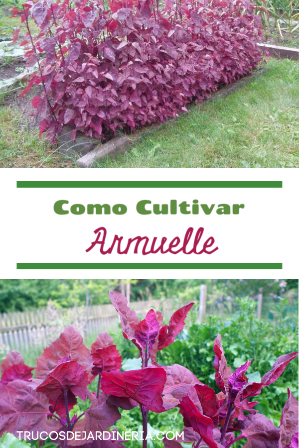 Como Cultivar Armuelle