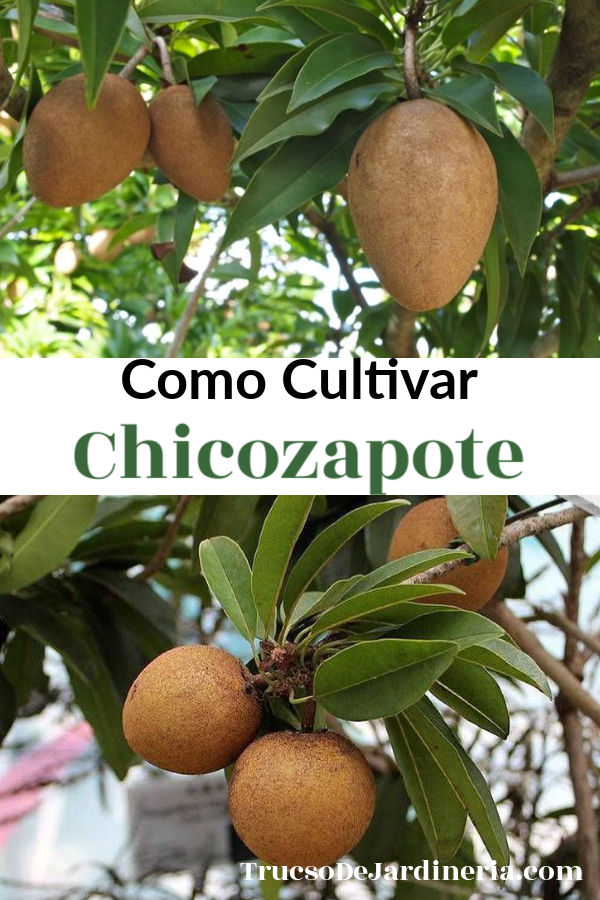 Como Cultivar Chicozapote
