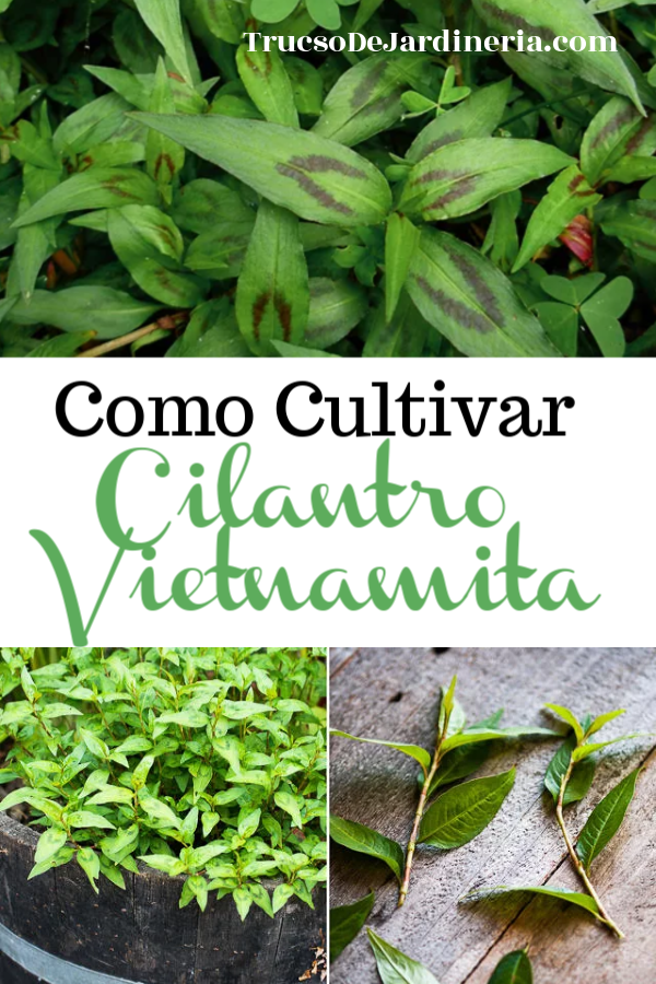 Como Cultivar Cilantro Vietnamita