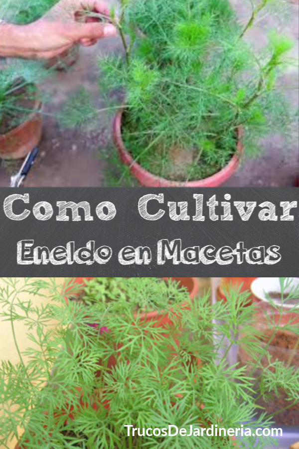 Como Cultivar Eneldo en Macetas