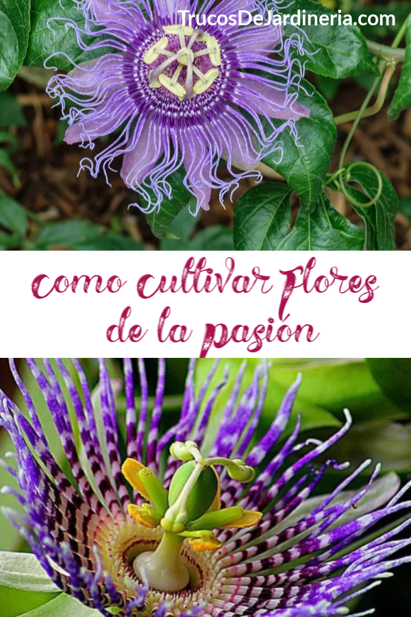 Como Cultivar Flores de la Pasión