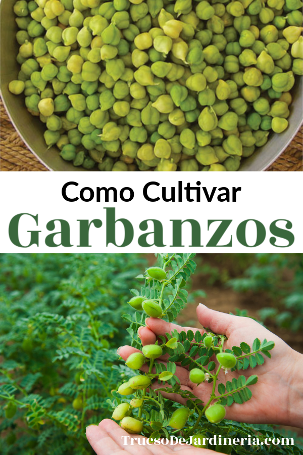 Como Cultivar Garbanzos