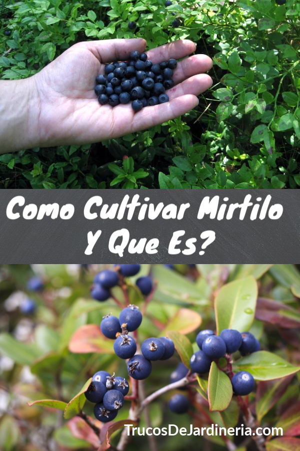 Como Cultivar Mirtilo