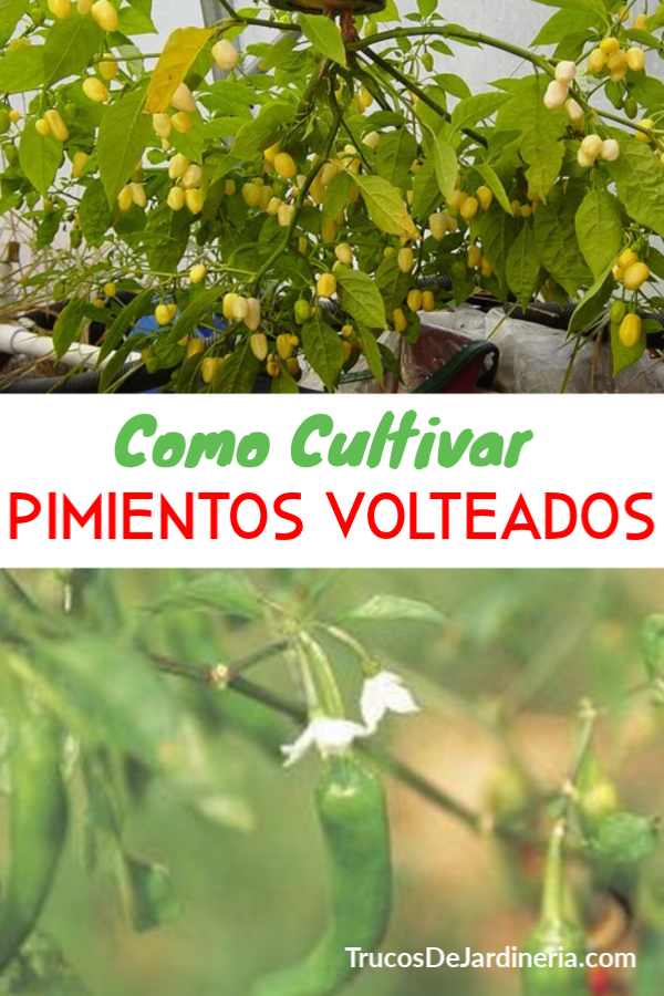 Como Cultivar Pimientos Volteados