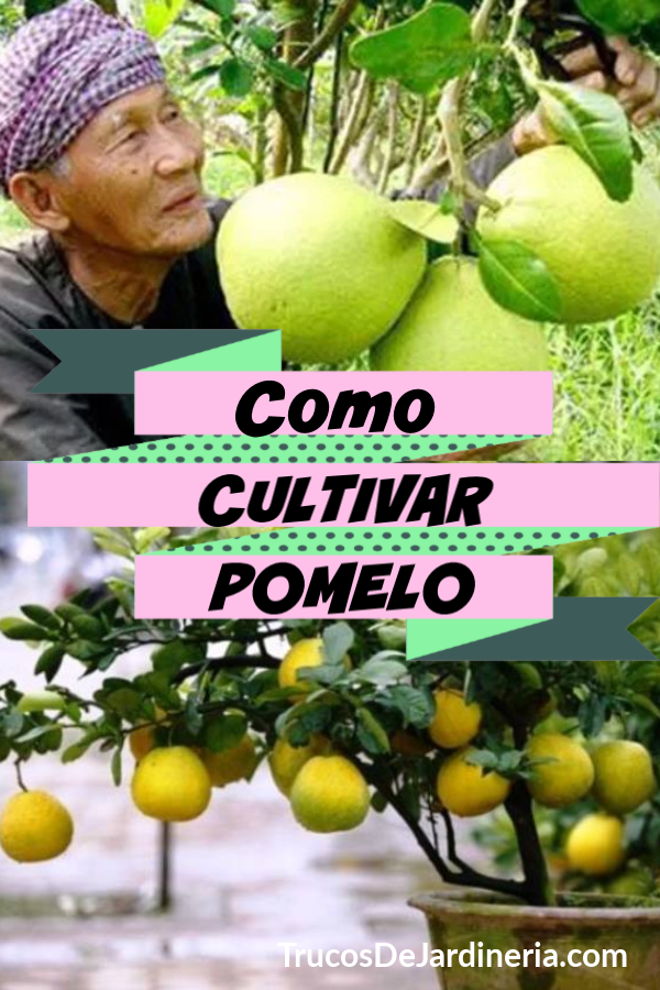 Como Cultivar Pomelo