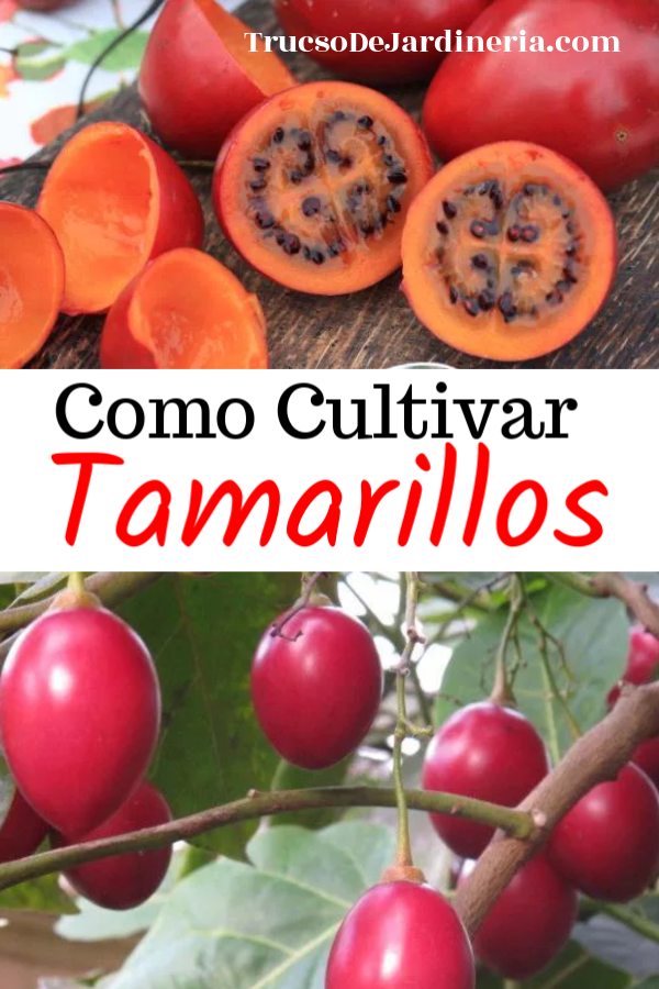 Como Cultivar Tamarillos