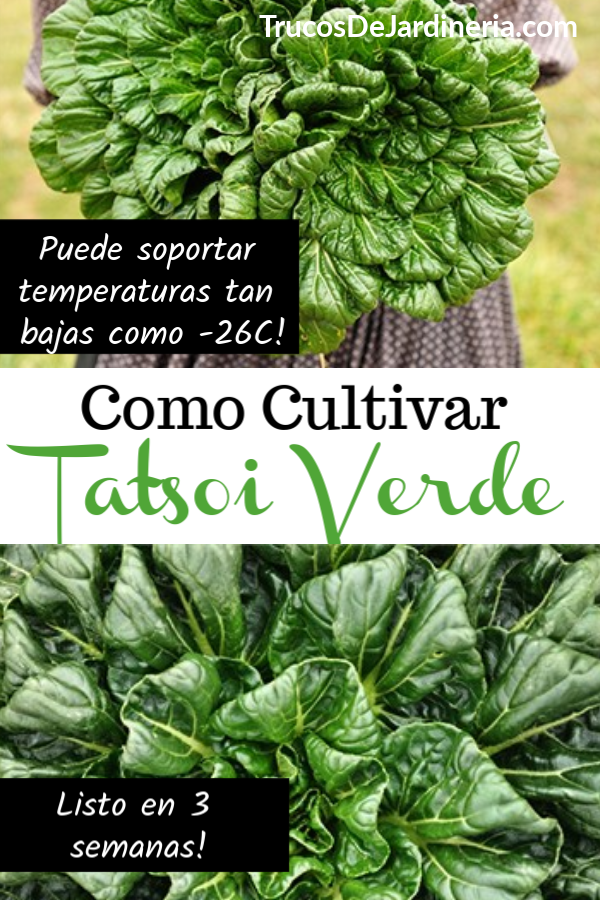 Como Cultivar Tatsoi Verde