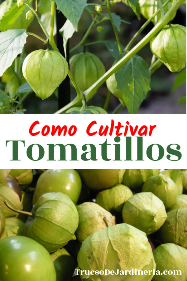 Como Cultivar Tomatillos