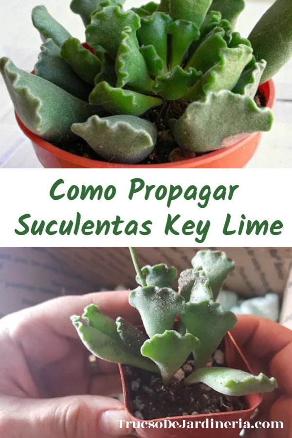 Como Propagar Las Suculentas Key Lime