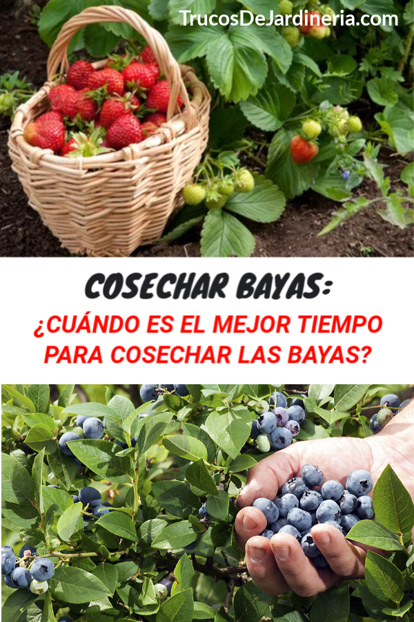 Cosechar Bayas