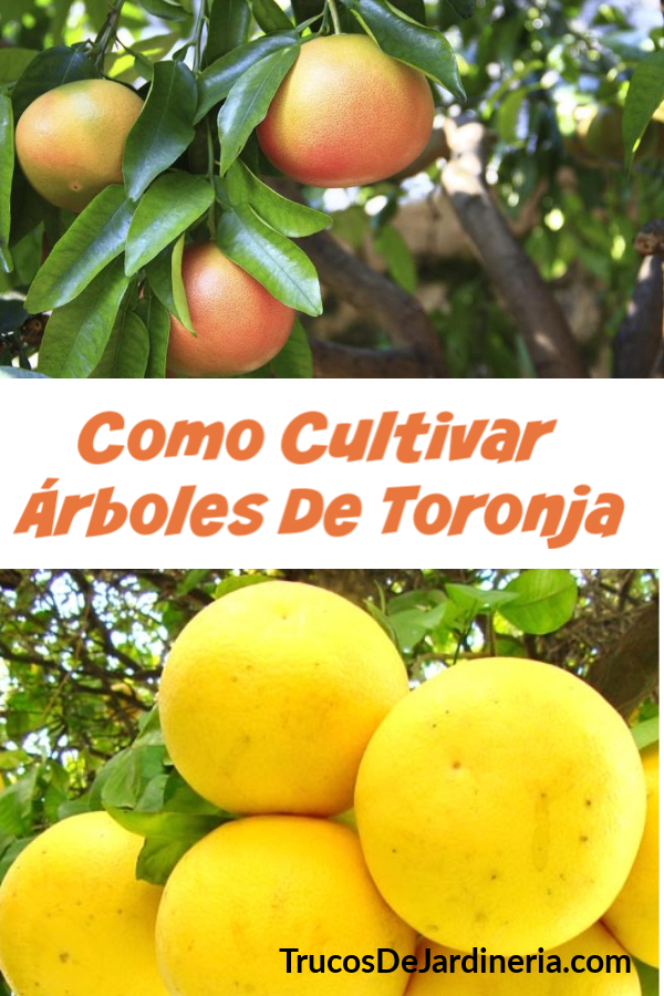 Cultivar Árboles De Toronja