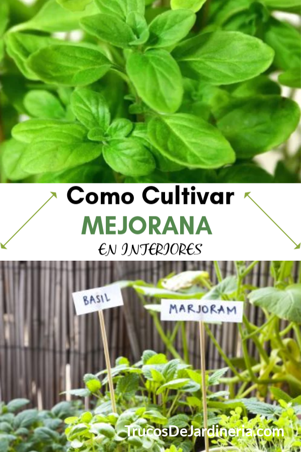 Cultivar Mejorana En Interiores