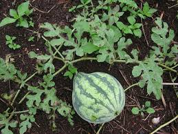 El Tizón Alternaria En La Hoja de sandia