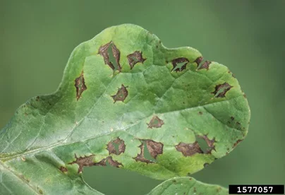 El Tizón Alternaria En La Hoja