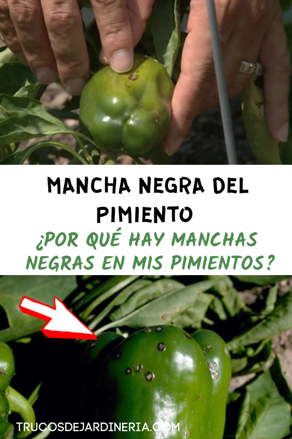 MANCHAS NEGRAS EN MIS PIMIENTOS