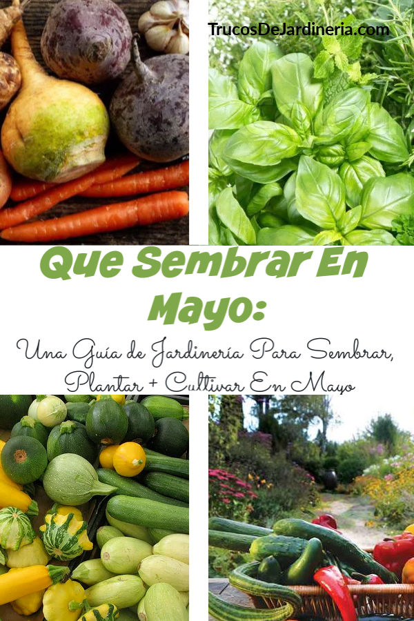 Que Sembrar en Mayo