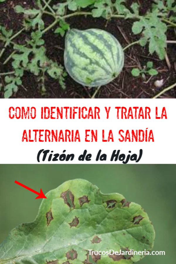 Tratar El Tizón Alternaria En La Hoja