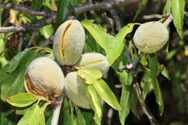 almendras