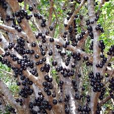 arbol de jaboticaba
