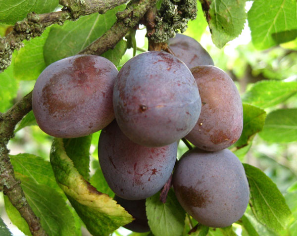 ciruelas silvestres