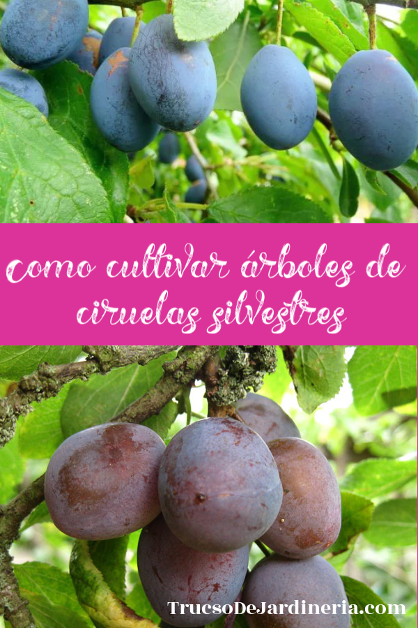 cultivar árboles de ciruelas silvestres