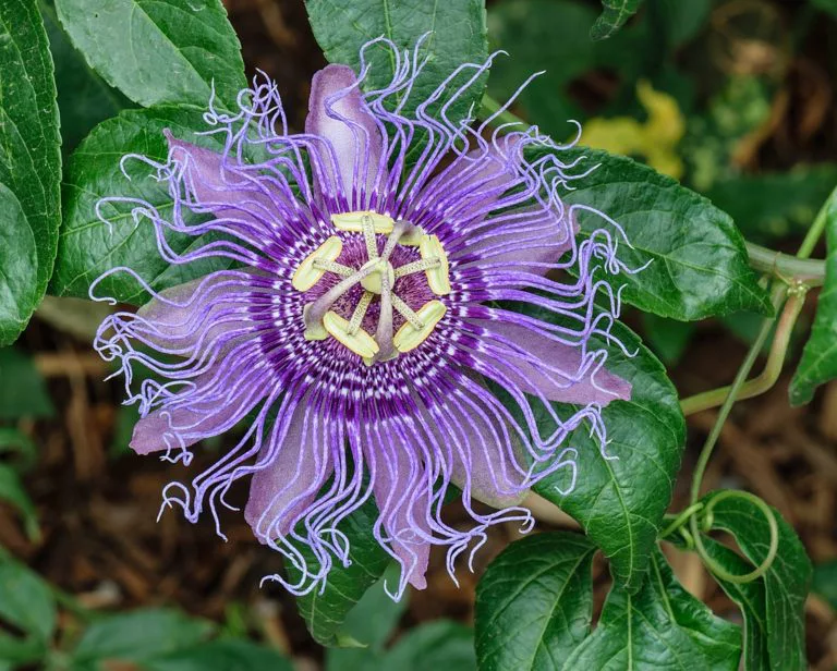 flore de pasion