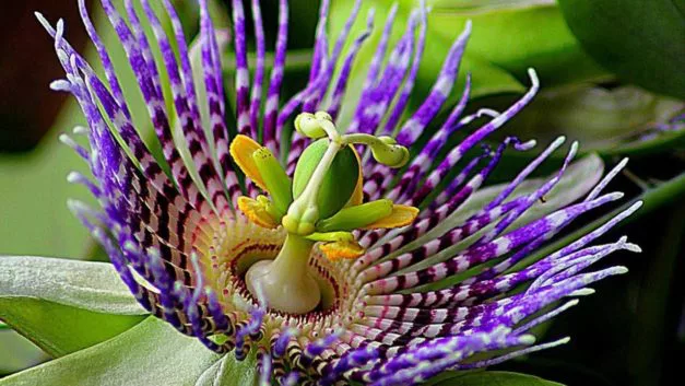 flores de la pasion