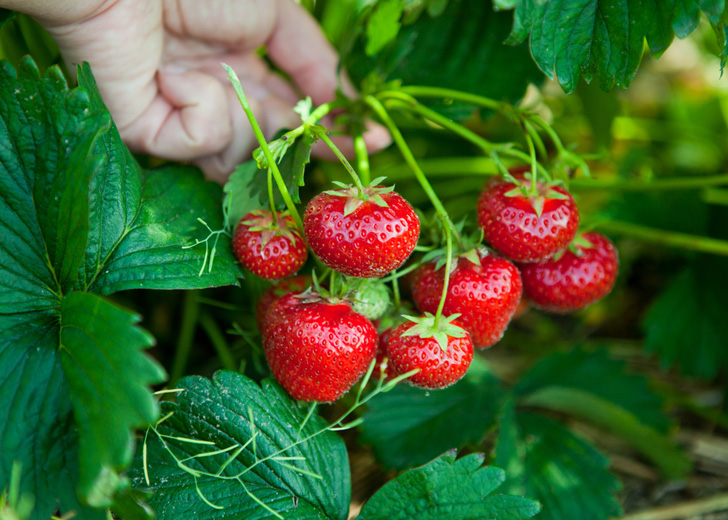 fresas tillamook