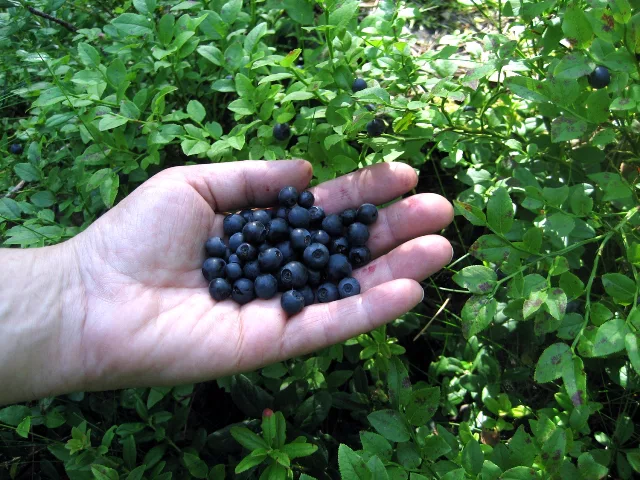 fruta mirtilo