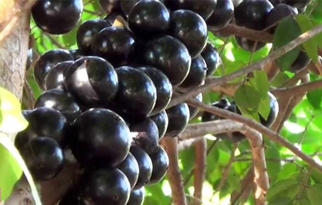 jaboticaba