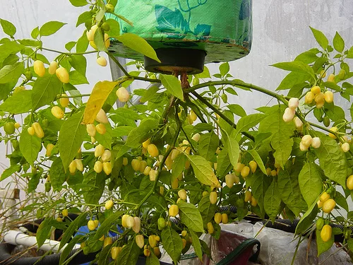 pimientos volteados