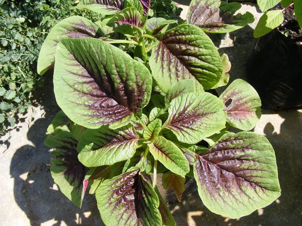 planta amaranto