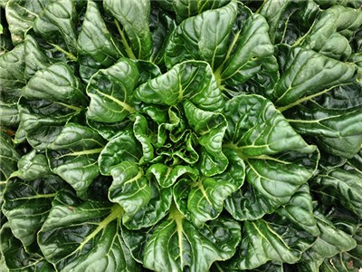 planta tatsoi