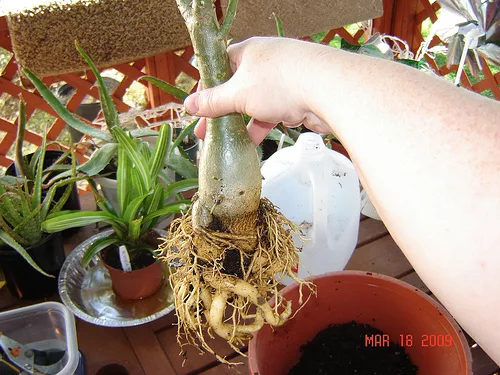 plantar rosa de desierta
