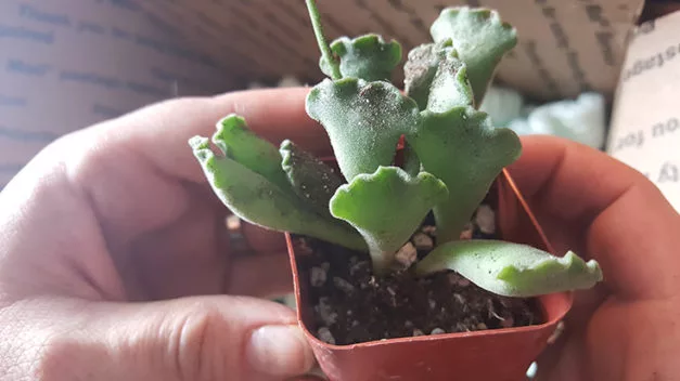 suculenta