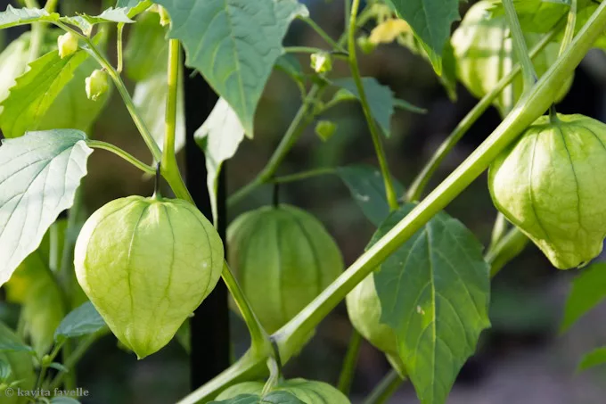 tomatillos