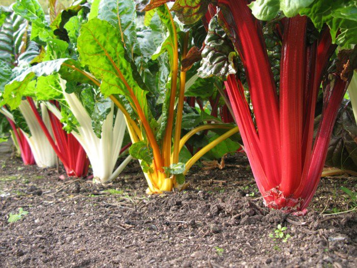 vegetale mangold